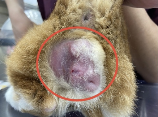 猫の腫瘍